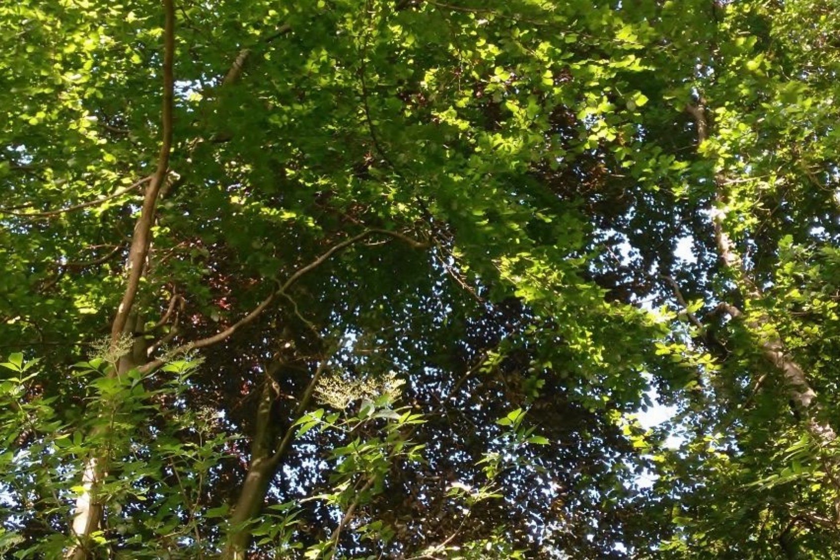 ervaar de kracht van de natuur via o.a bosbaden, medicijnwiel en andere natuur/ vuurrituelen