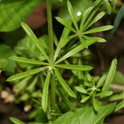 Kleefkruid